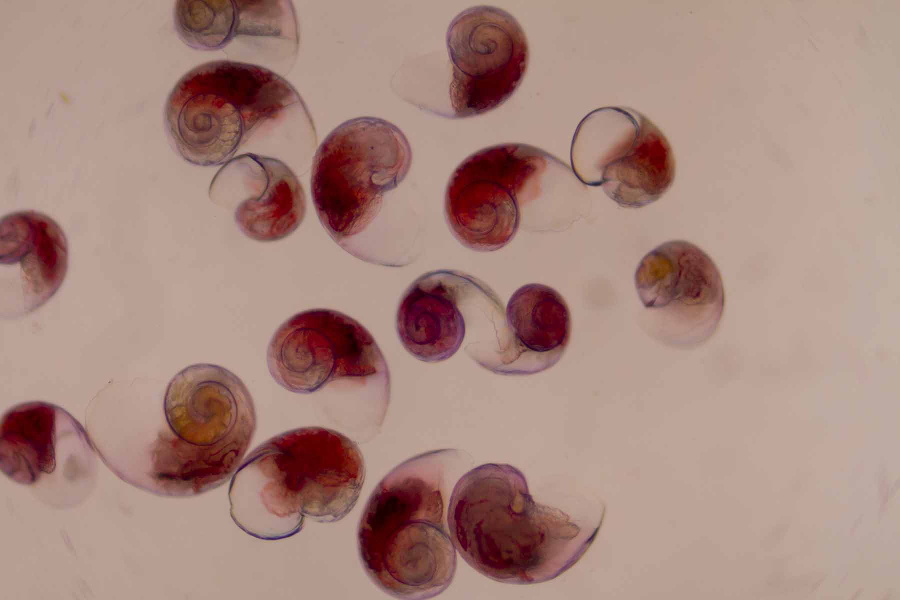 New finding provides better understanding of oceans’ capacity to absorb atmospheric CO2